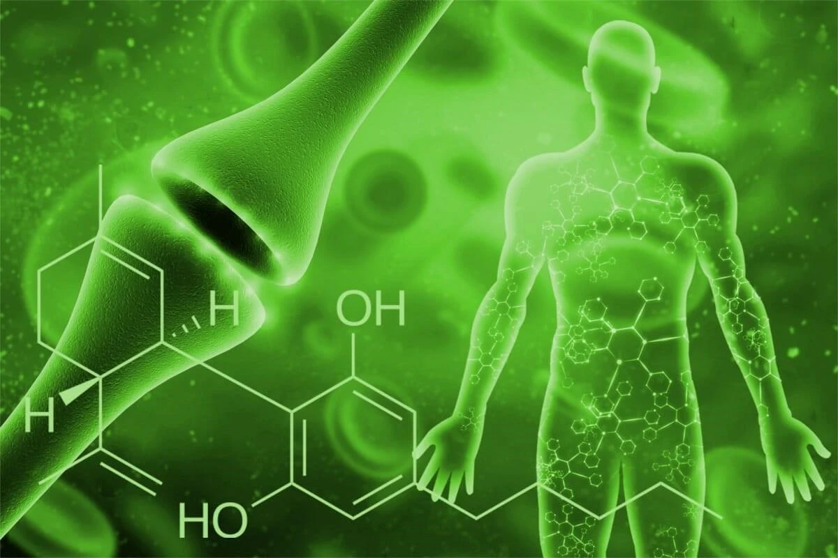cbd si sistemul endocaanabinoid