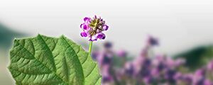 Bakuchiol ingredient
